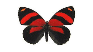 Meet your Posher, Lindsay